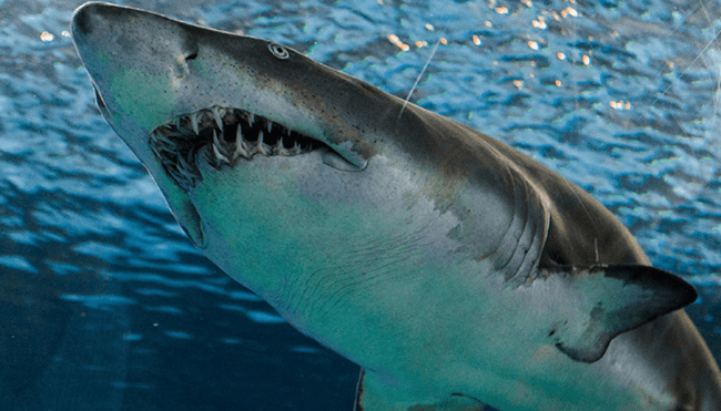 world's first oldest shark attack victim