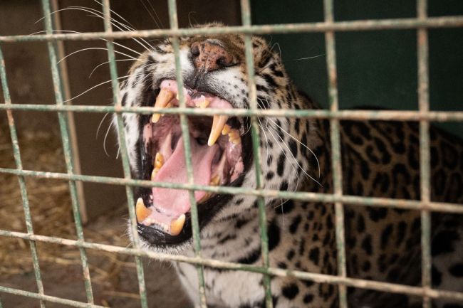 Jaguar Zoo Cat Animal