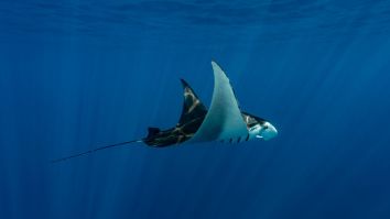 WATCH: These Giant Eagle Rays Launching Themselves Out Of The Ocean Is Mind Blowing