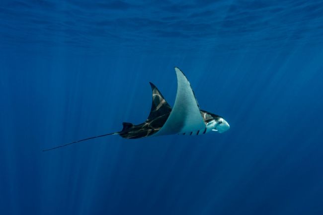 Manta Sting Eagle Rays