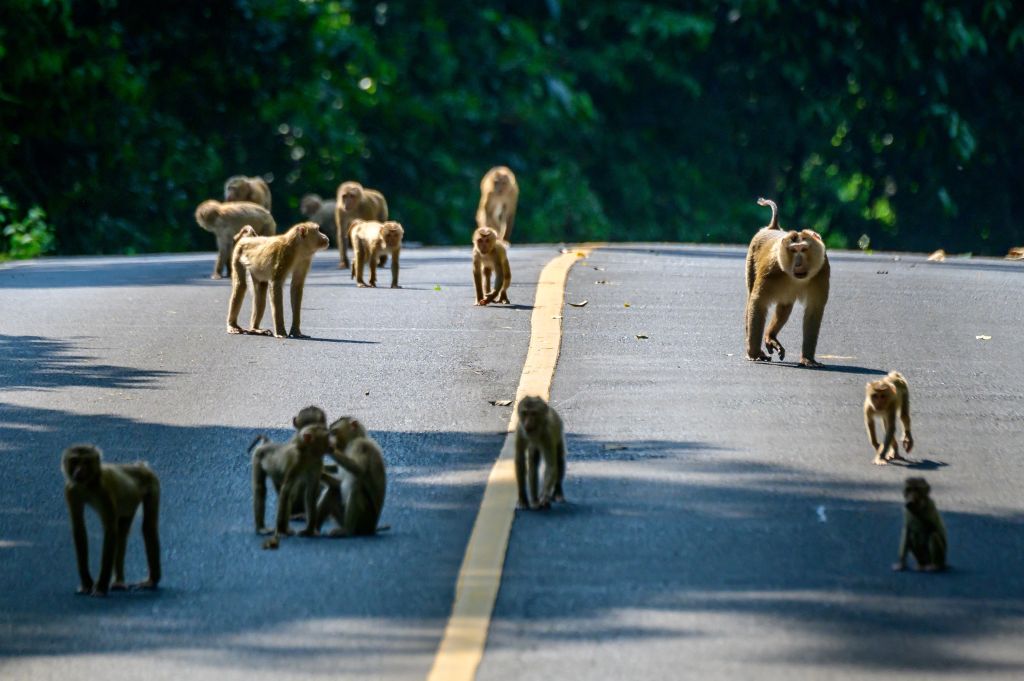 SexCrazed Monkey Gangs Are Brawling In The Streets Of Thailand