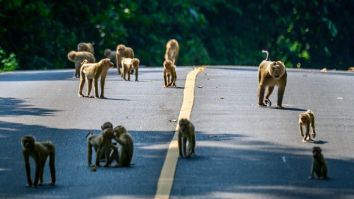 Sex-Crazed Monkey Gangs Are Brawling In The Streets Of Thailand As Turf Wars Break Out Between City And Country
