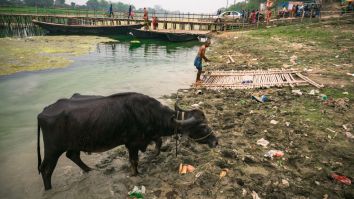 Drunk Indian Buffaloes Expose Illegal Booze Operation After Loose-Lipped Vet Snitches To Police