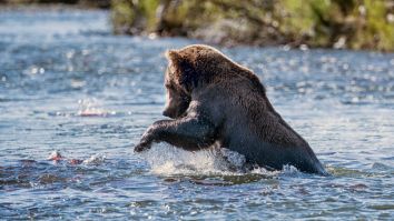 This Russian Bear Going Fishing With His Owner Is The Happiest Thing You’ll See Today