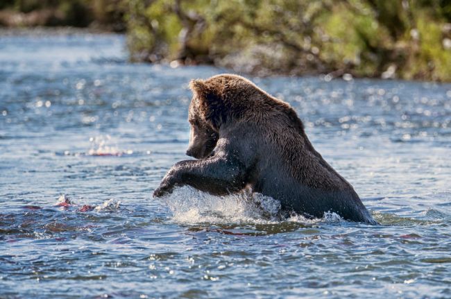 Bear Fishing Salmon