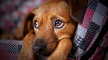Science Proves Dogs, Unlike Kids, Will Ignore You If They Know You Are Lying To Them