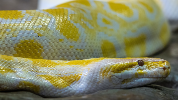 Lost Python Found After Biting A Man’s Genitals While He Was Sitting On The Toilet