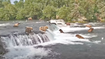 !!! BEST OF BEAR CAM !!! 38 Bears In One Night And 2 Unadulterated Glorious Hours Of 17 Brown Bears Crushing Salmon In Alaska