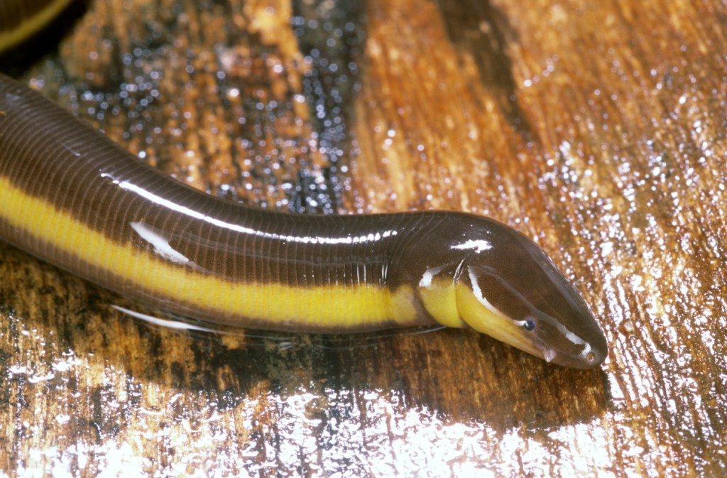 Caecilians found in Floriad weird looking snakes