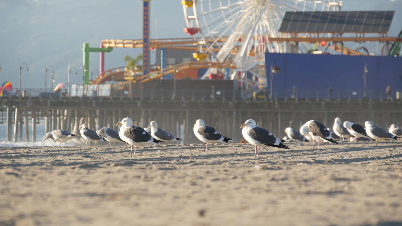 Hysterical Girl Hit In The Face By Seagull On Carnival Ride Goes Viral