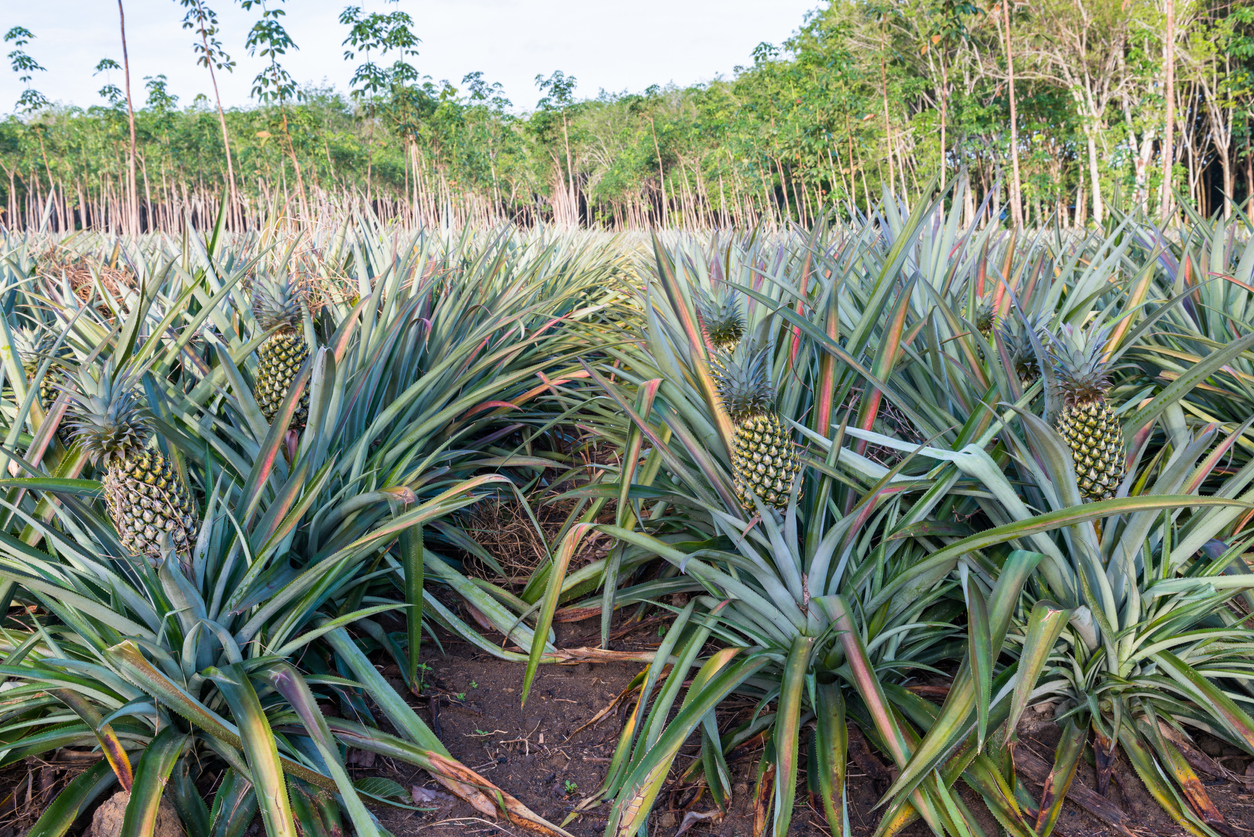 How Do Pineapples Grow? The Tropical Fruit Doesn't Grow On Trees