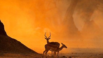 Luckiest Impala In Africa Outsmarts Angry Hippos, Lurking Crocodiles, And 16 Wild Dogs Before Escaping Like A Boss