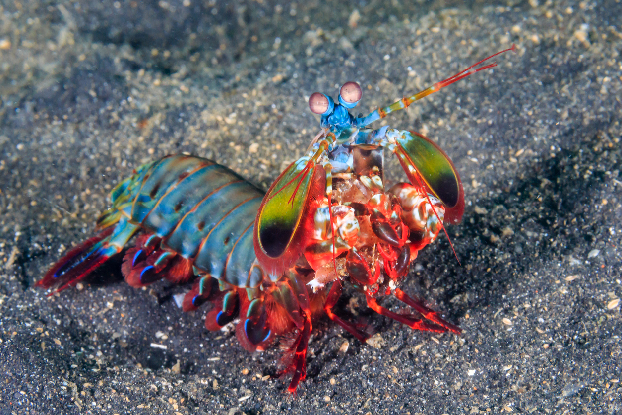Mantis Shrimp 'Punches' Kayaker And Shows Off Strongest Punch Ever