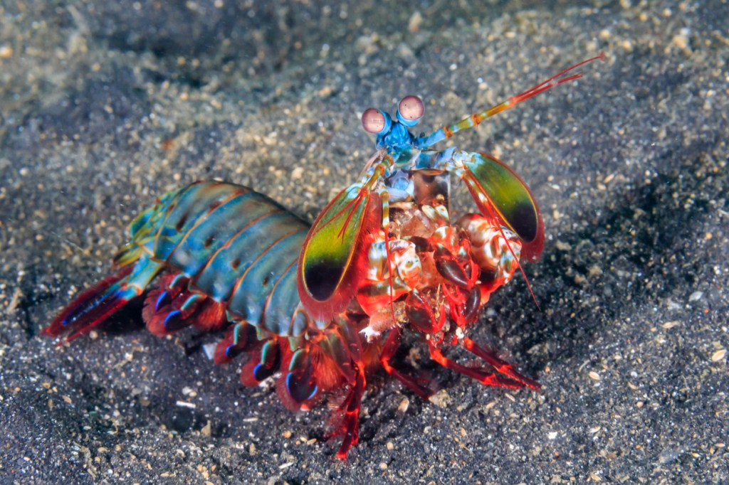 Mantis Shrimp Punches Kayaker