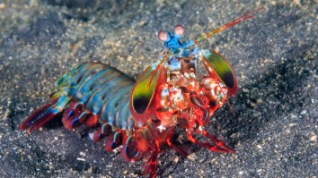 Kayaker Gets ‘Punched’ By A Mantis Shrimp And The Strike Goes Through His Boot And Destroys His Foot