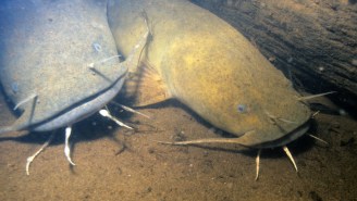 A Noodler Caught A Gargantuan 106-Pound Flathead Catfish Using His Barehands On A Wild Fishing Adventure