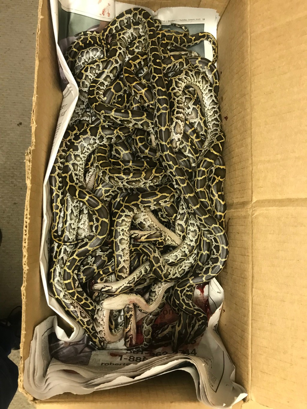 2021 Florida Python Challenge results huge snakes caught