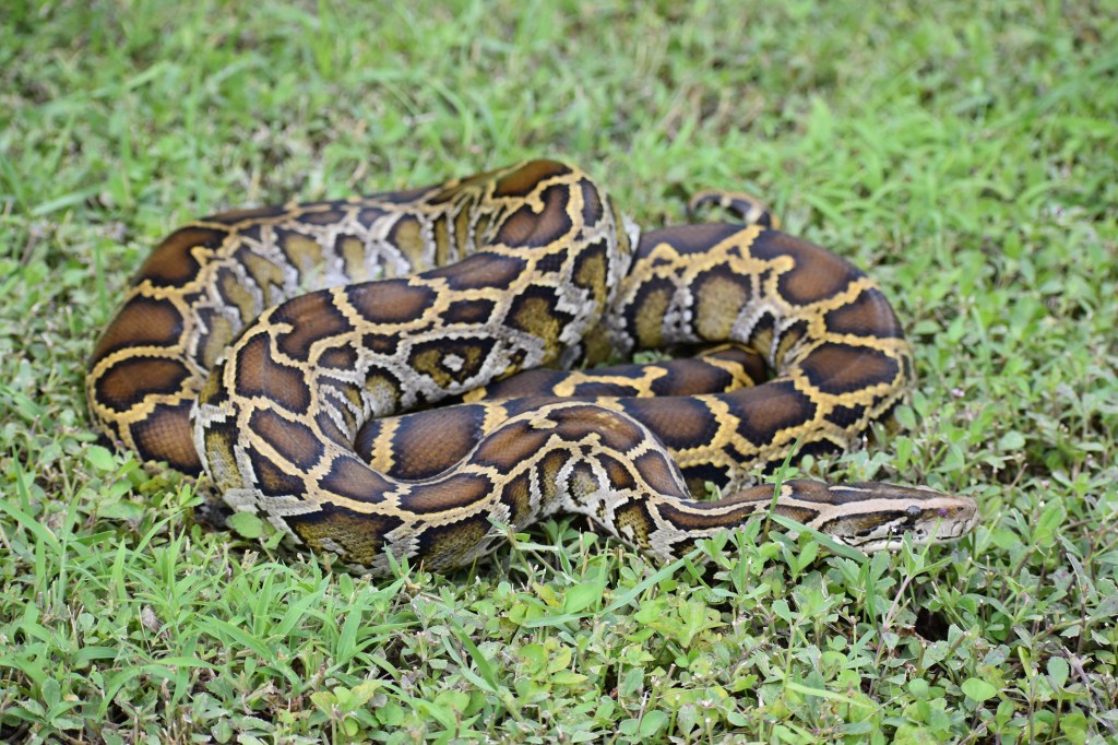2021 Florida Python Challenge results huge snakes caught