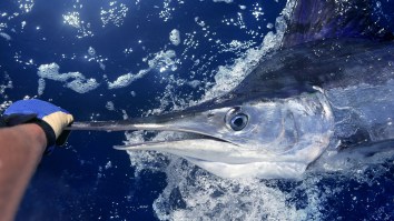 Fish Worth $3.2 Million Wins The 2021 White Marlin Open At The Last Possible Moment