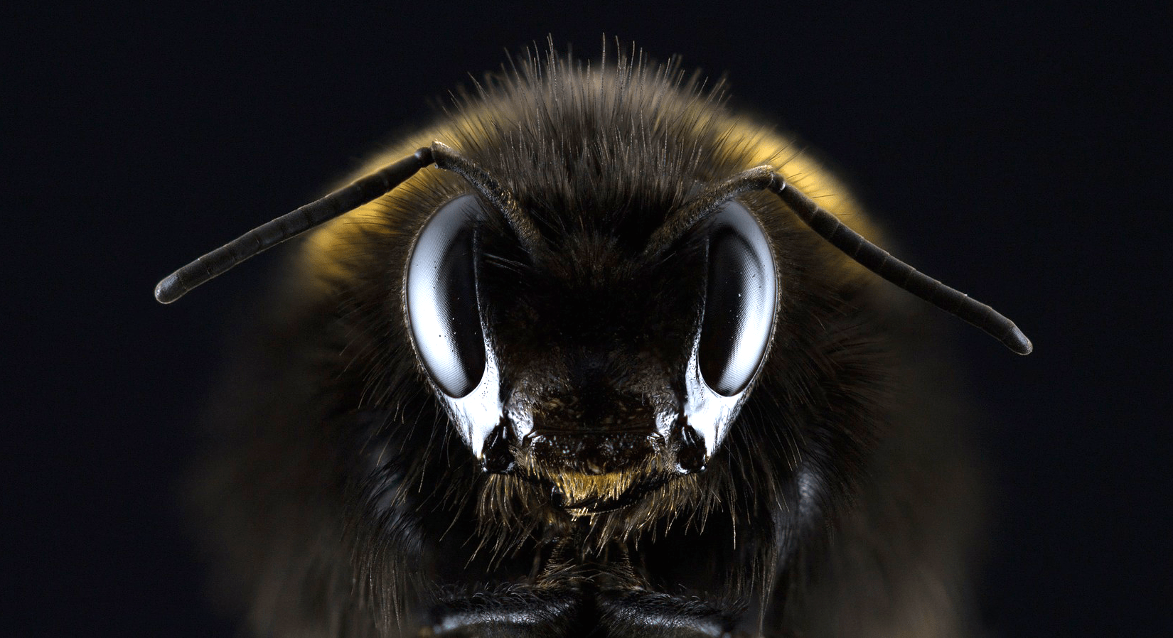 Bees Are Working Together To Remove Caps From Bottles Of Soda Video