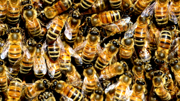 Couple Buys House Only To Discover There Are 450,000 Bees Living In The Walls