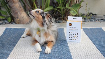 Get to Know Your Furry Best Friend with a Dog DNA Test Kit