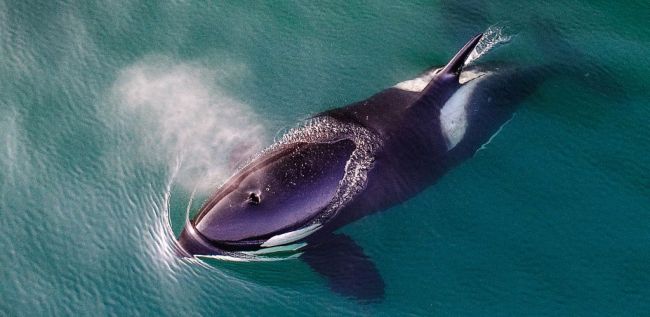 Orca Whale Killer Whale