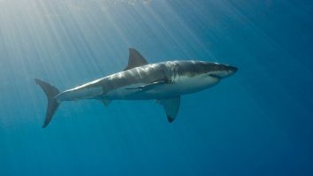 Massachusetts Man Literally Says ‘Hold My Beer,’ Catches Great White Shark Off Coast Of Cape Cod