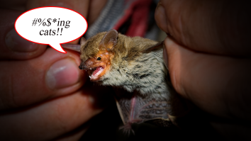 Tiny Thumb-Sized Bat Sets New Record With 1,200 Mile Flight, Then Gets Killed By A House Cat