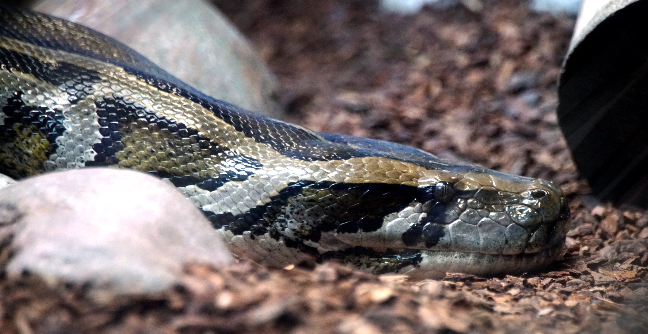Burmese Python Swallows Entire Cow, Then Its Stomach Explodes (Video)