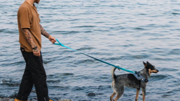Experience a Smooth Walk Like Never Before with the Zee.Dog Airleash