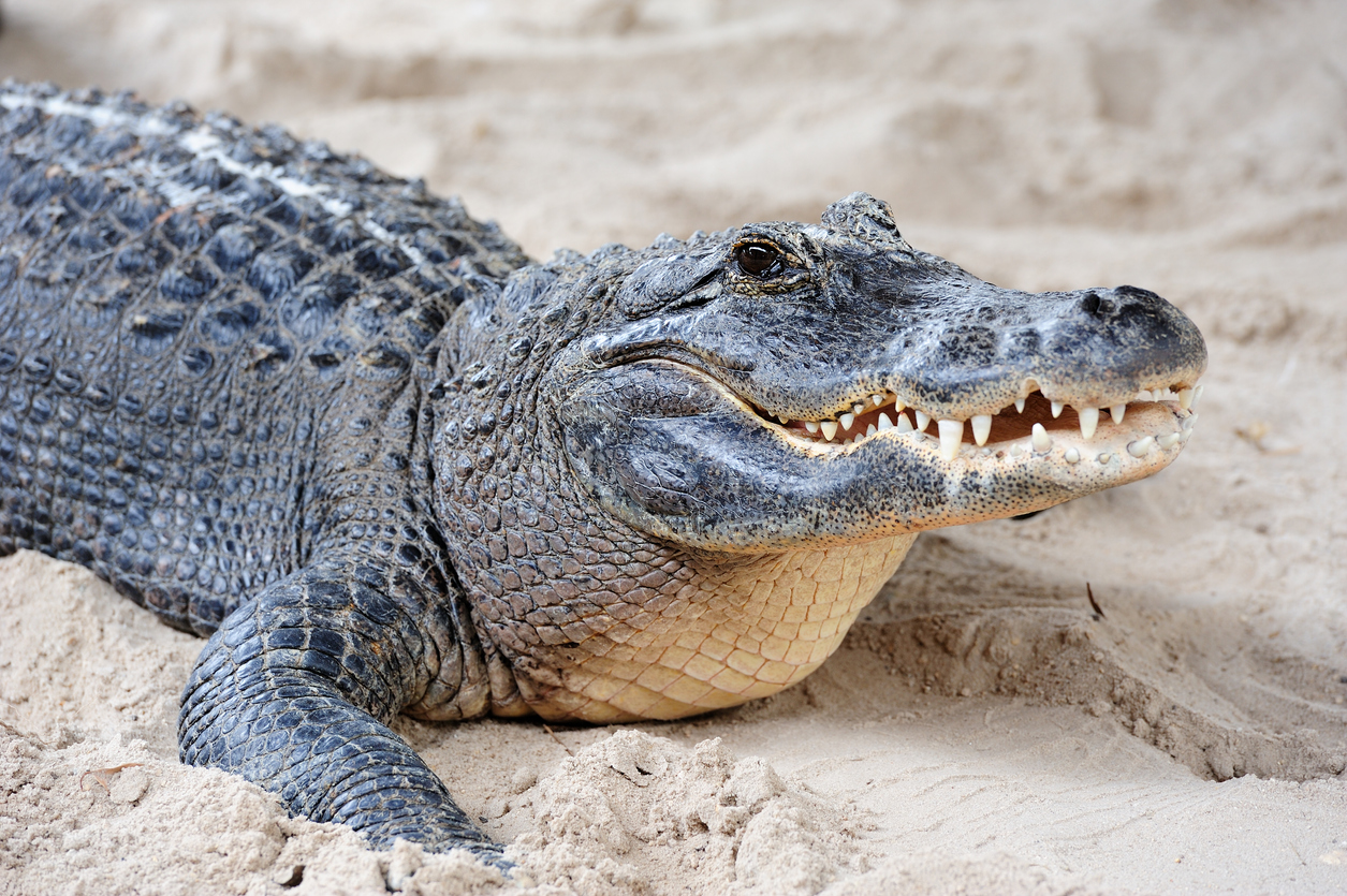Zoo Employee Rescued From Brutal Alligator Attack During Birthday Party
