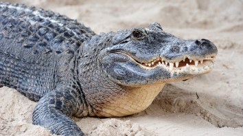 Zoo Employee Brutally Attacked By Alligator During A Kid’s Birthday Party Is Saved By A Heroic Guest