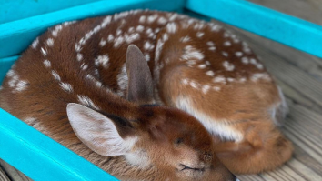 Louisiana Man Saves Baby Deer In Aftermath Of Hurricane Ida, Has The Most Electric Instagram Stories From The Storm