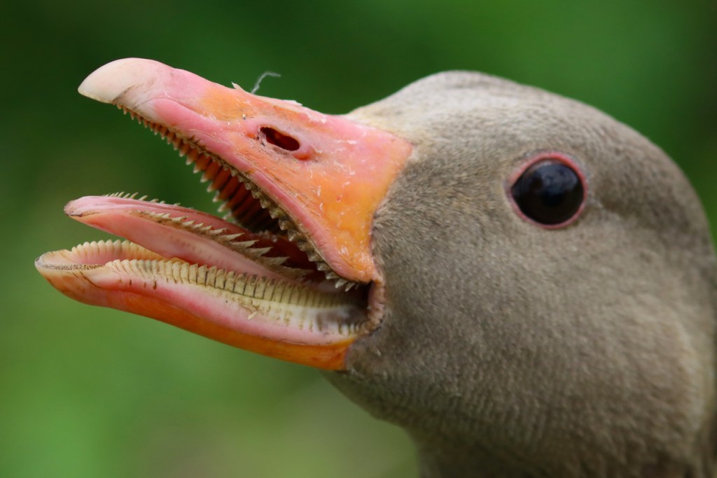 chart of which animals Americans could beat up inside of a goose mouth