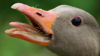 Could You Beat Up A Goose? This Chart Shows How Americans Are A LOT More Confident Than Brits