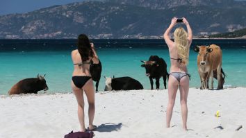 Cows Are Wreaking Havoc On Beaches In Corsica, One Visitor Gored In The Neck