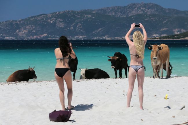 corsica beach cow attack
