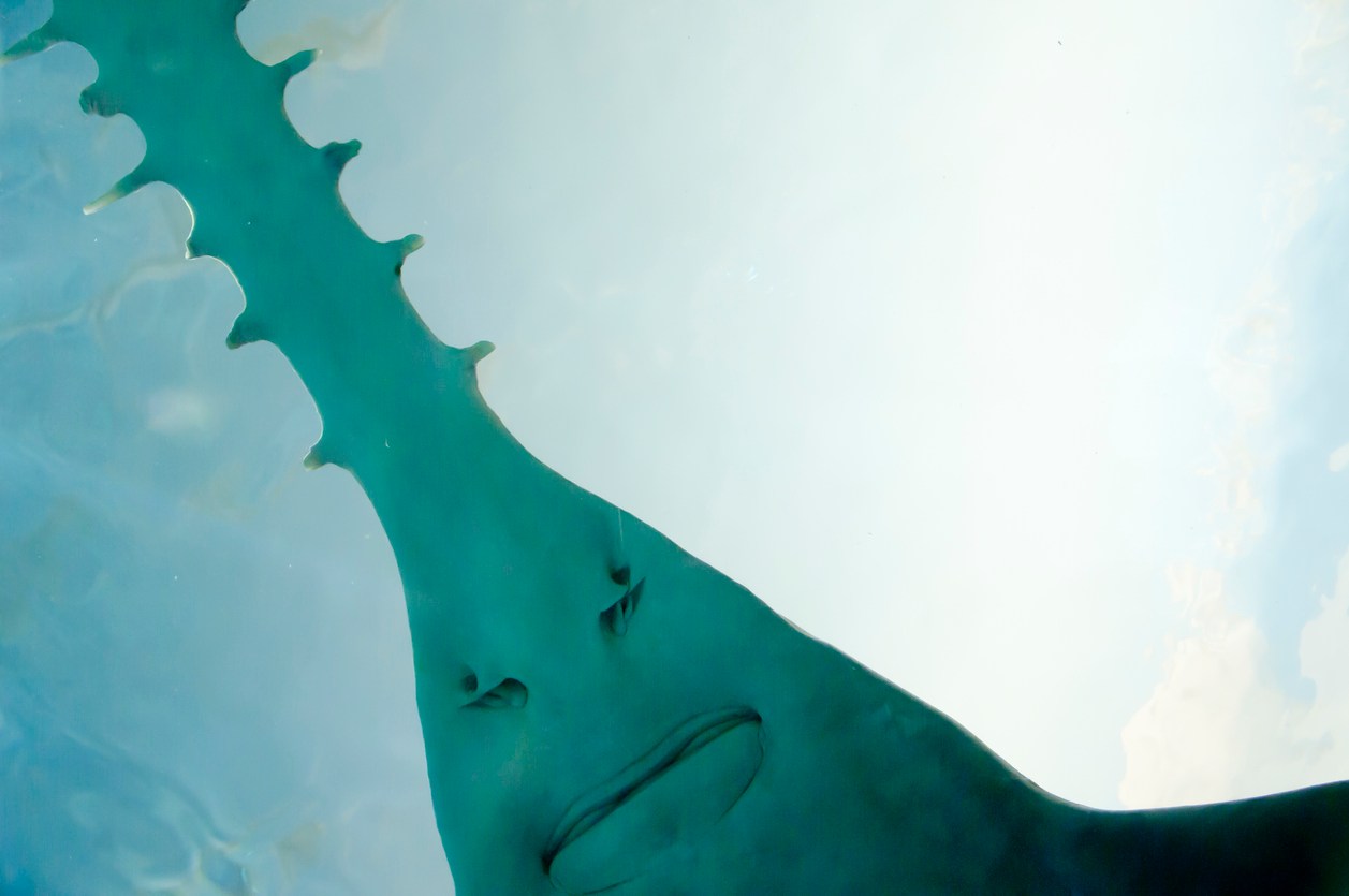 Florida Fishing Captain Catches 12-Foot Sawfish That Looks Like Dinosaur