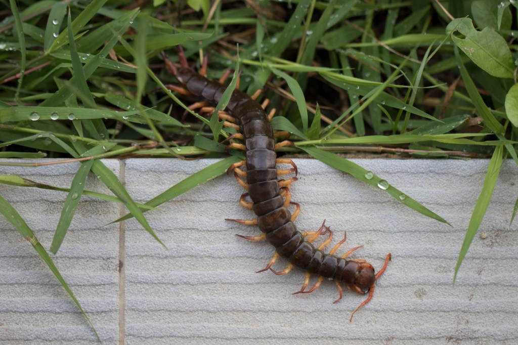 giant centipedes eating birds on Australian island