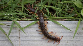 Carnivorous Giant Centipedes Eating Thousands Of Birds On A Remote Pacific Island Is Terrifying
