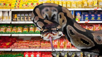 WATCH: 10-Foot Python Emerging From Shelf Frightens No One In Australian Grocery Store