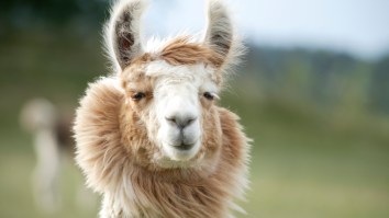 Lab Trial Gives Hope That Llamas Could Save Civilization As We Know It—Yes, Llamas