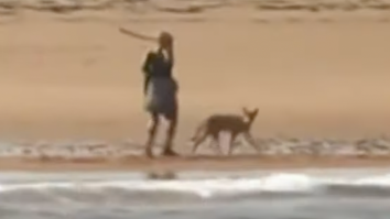 Wild Video Shows Woman Using A Stick To Fend Off A Coyote Who Stalked Her On A Beach In Cape Cod