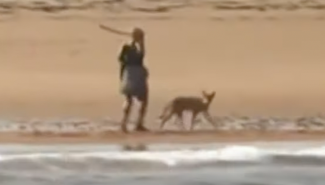 woman fights off coyote stick beach