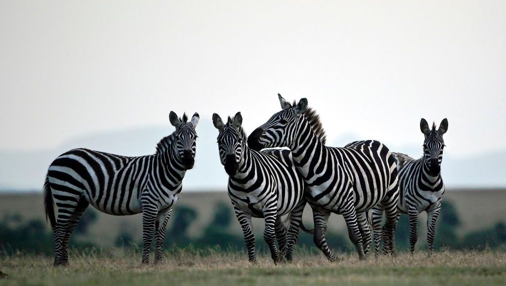 A Dazzle Of Zebras Is On The Loose In Upper Marlboro, Maryland
