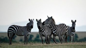 Zebras Have Been On The Loose In Maryland For Eight Days And It’s Blowing Everyone’s Mind