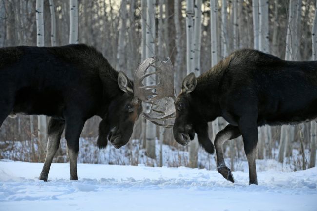Moose Sparring Rutting Season Colorado