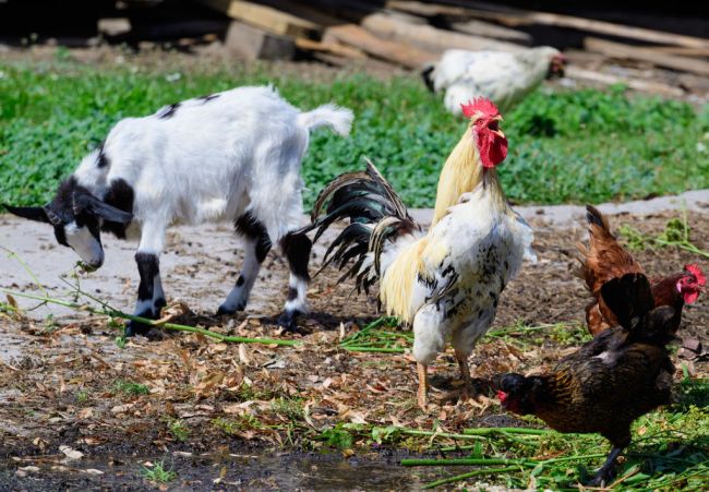 Goat and Rooster Save Chicken From Hawk