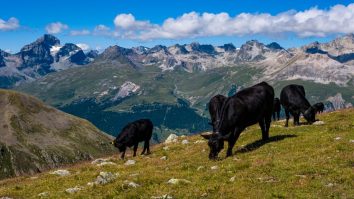 Stop What You’re Doing And Watch These Cows Get Airlifted Down From The Swiss Alps